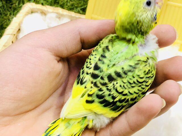 セキセイインコ