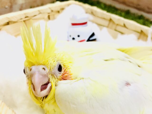 オカメインコ