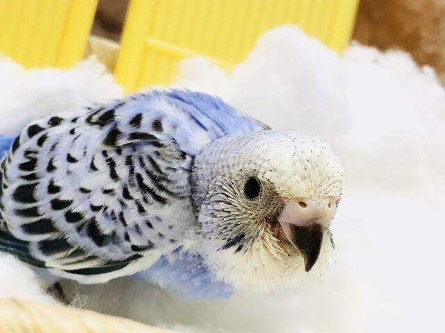 セキセイインコ