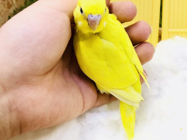 セキセイインコ