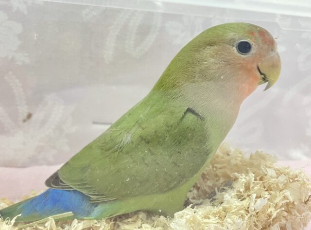 コザクラインコ（小桜インコ）