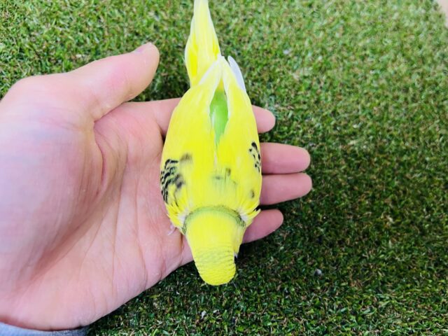 セキセイインコ