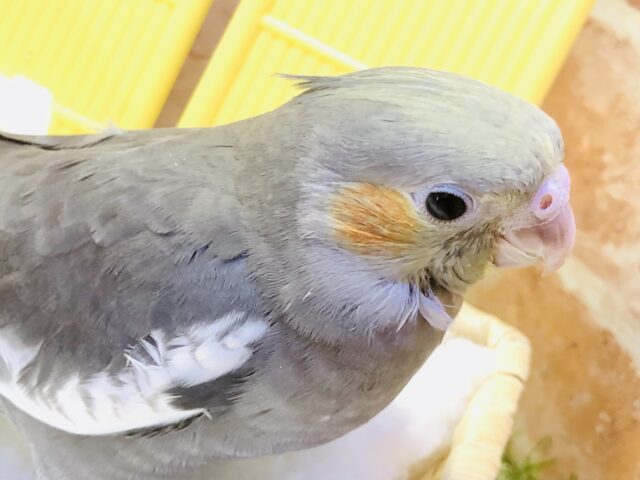 オカメインコ
