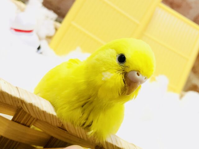 セキセイインコ