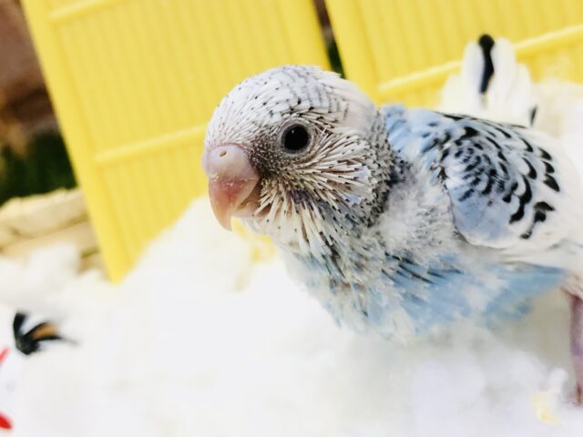 セキセイインコ