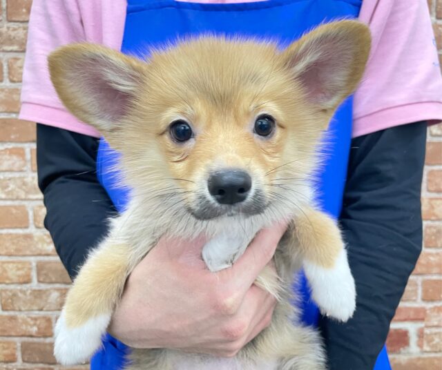 ポメラニアン×Wコーギー