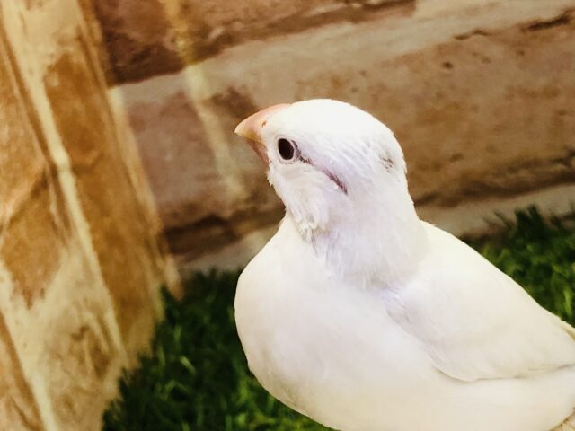 シルバーイノ文鳥