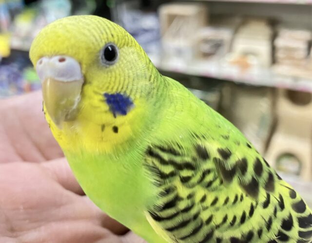 セキセイインコ