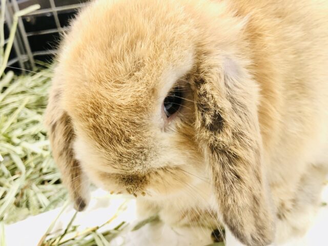 ロップイヤーラビット
