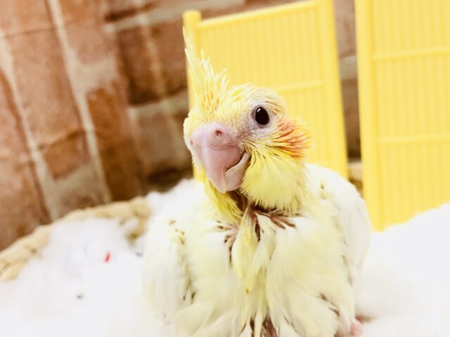 オカメインコ