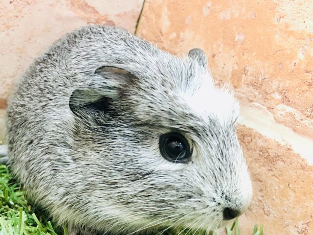 クレステッドモルモット