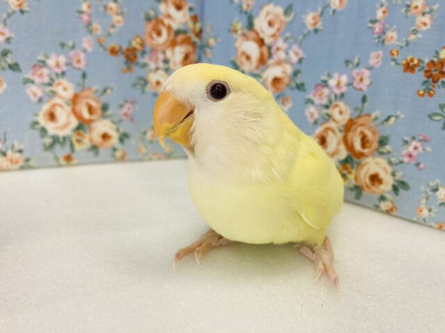 コザクラインコ（小桜インコ）