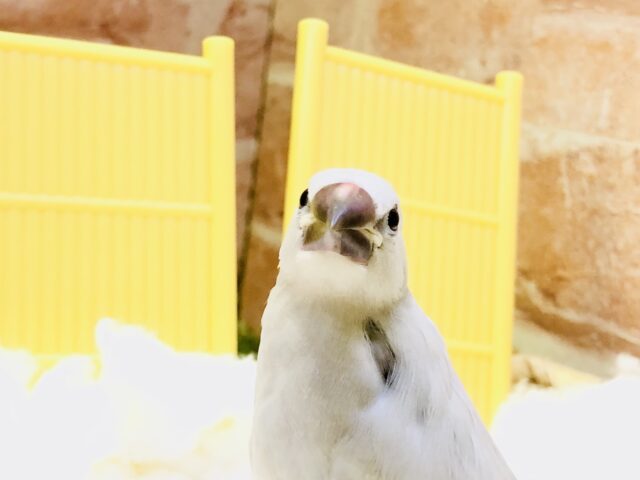 シルバー文鳥