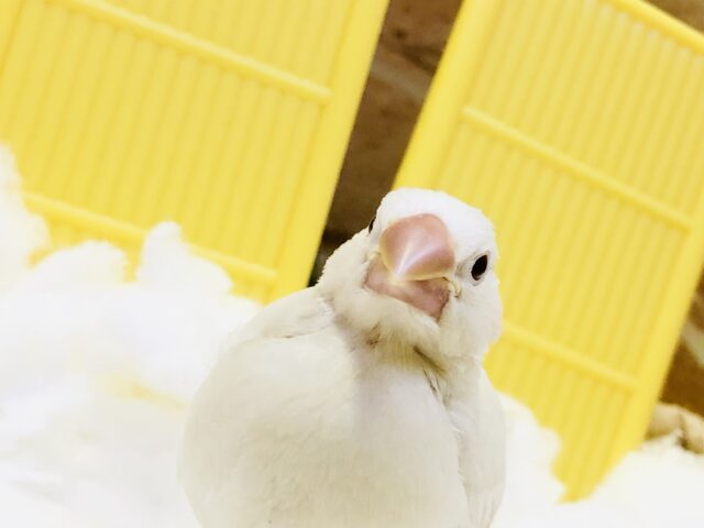 シルバーイノ文鳥