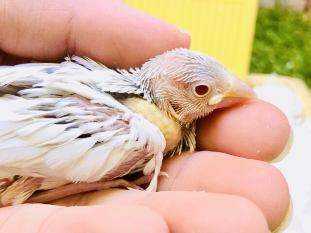 シルバーイノ文鳥