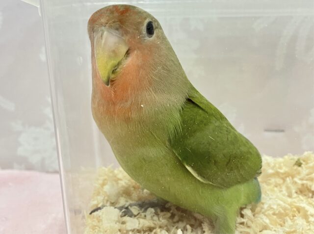 コザクラインコ（小桜インコ）