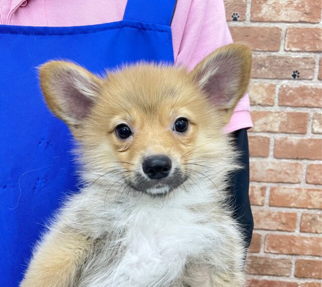 ポメラニアン×Wコーギー