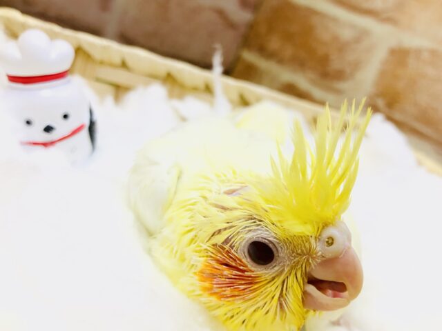 オカメインコ