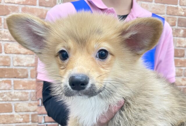 ポメラニアン×Wコーギー