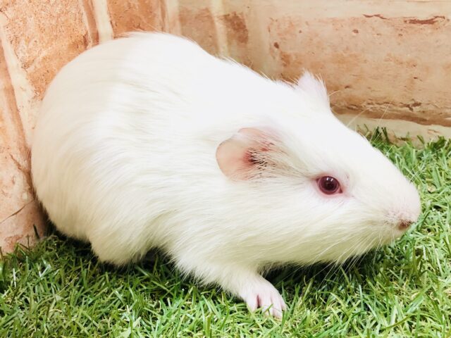 イングリッシュモルモット