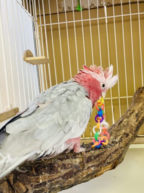 モモイロインコ