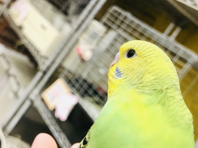 セキセイインコ
