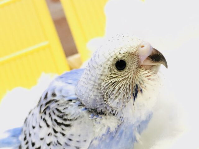 セキセイインコ