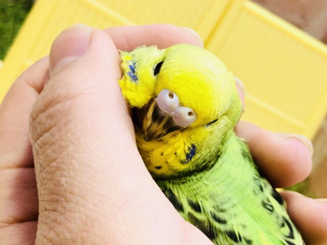 セキセイインコ