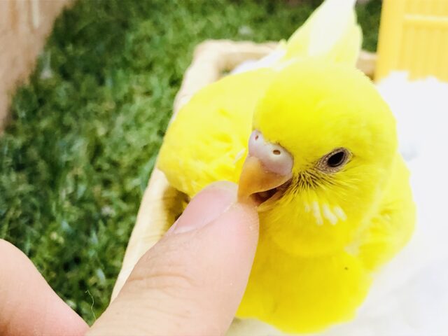 セキセイインコ