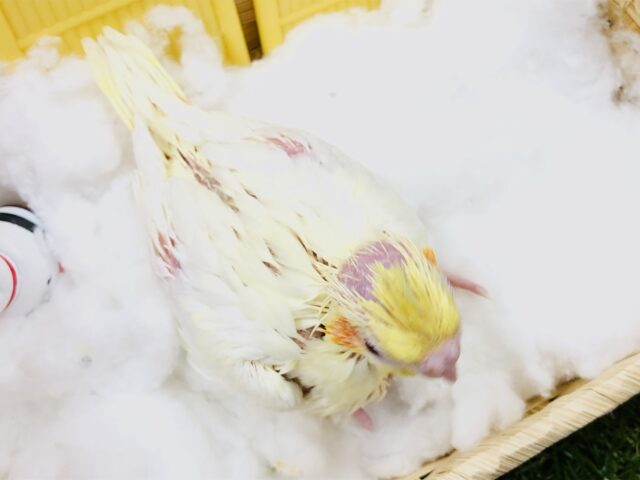 オカメインコ