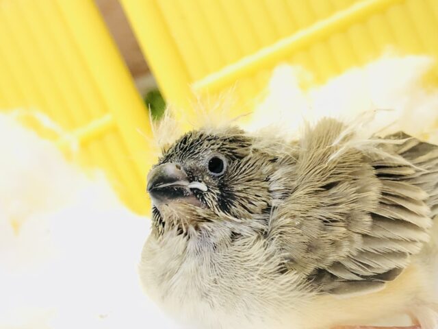 錦花鳥（キンカチョウ）