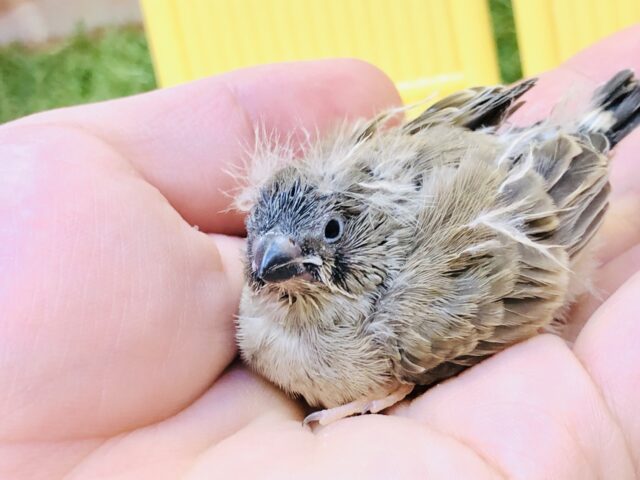 錦花鳥（キンカチョウ）