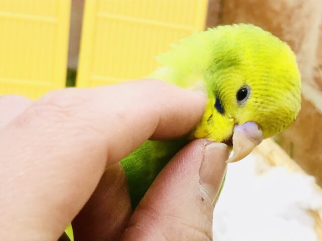 セキセイインコ
