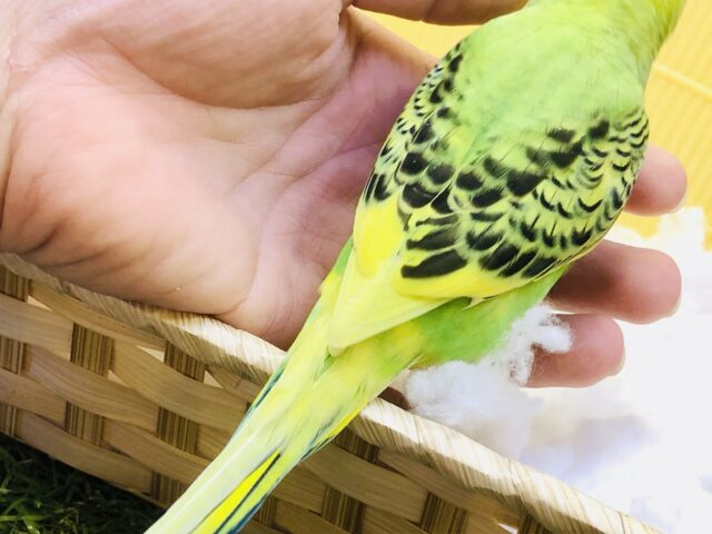 セキセイインコ