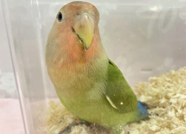 コザクラインコ（小桜インコ）