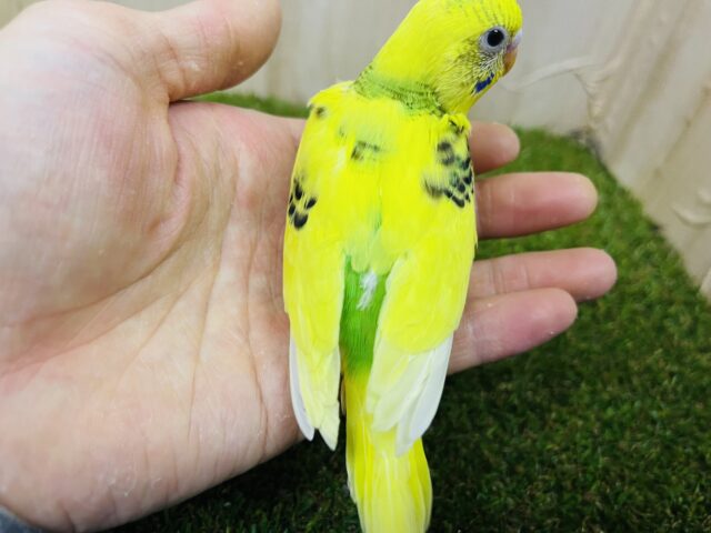 セキセイインコ