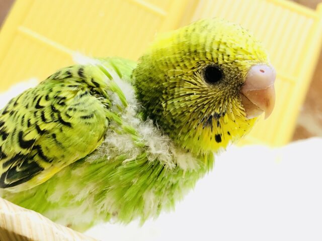 セキセイインコ