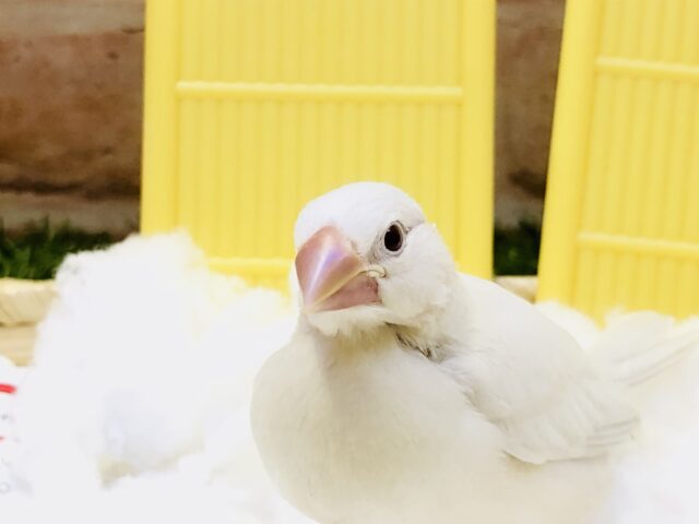 シルバーイノ文鳥