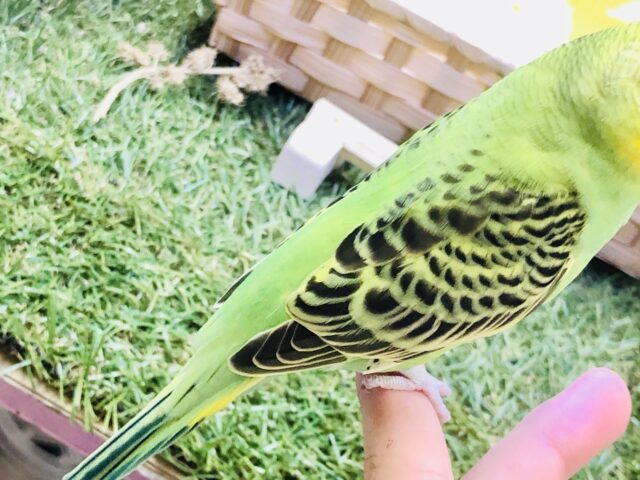 セキセイインコ