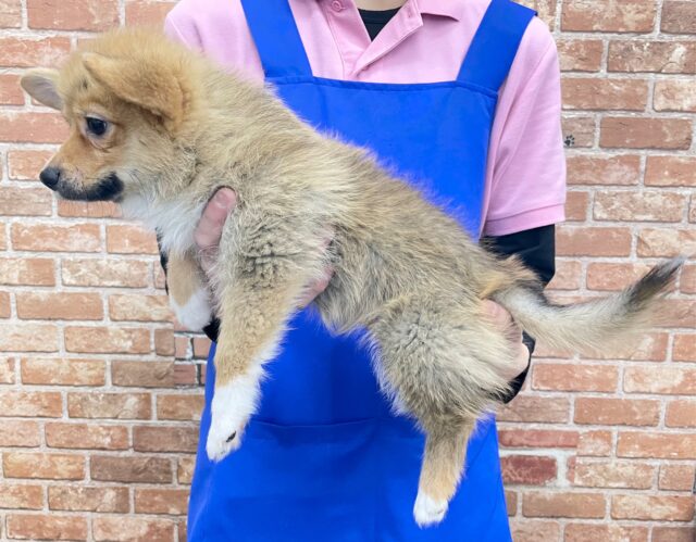 ポメラニアン×Wコーギー