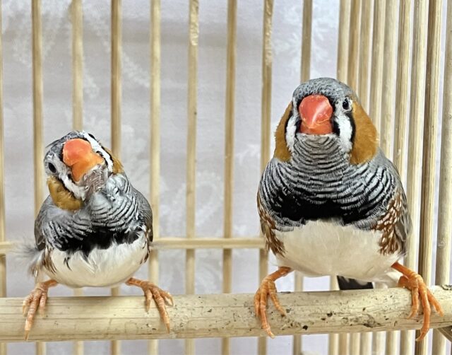 ふっくらもっふぅ💕ジャンボキンカチョウ ペア ジャンボキンカチョウ