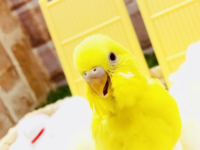 セキセイインコ