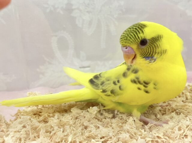 セキセイインコ