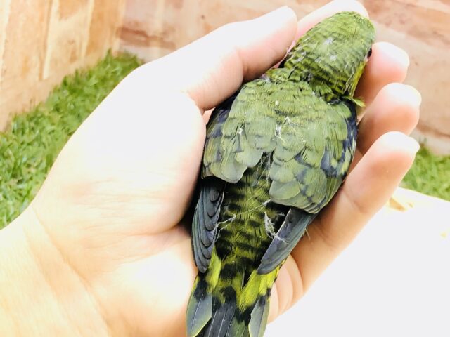 サザナミインコ