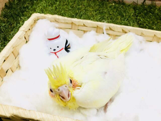 オカメインコ