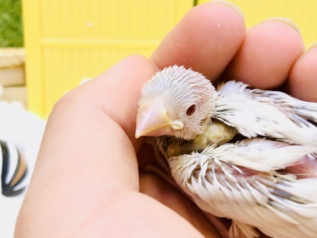 シルバーイノ文鳥