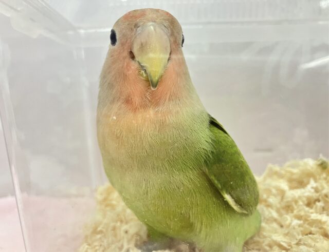 コザクラインコ（小桜インコ）