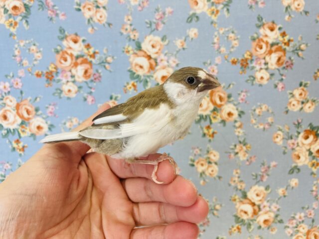 十姉妹（ジュウシマツ）