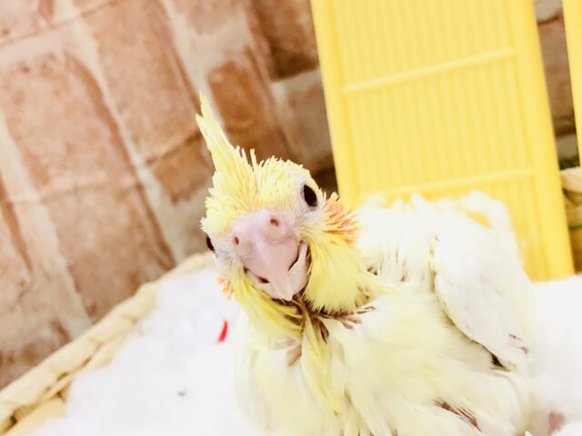 オカメインコ