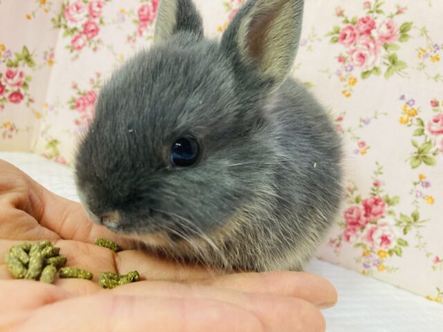 ネザーランドドワーフ